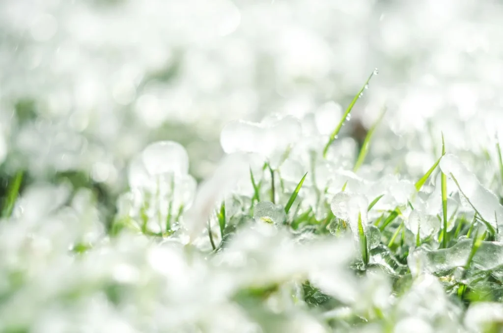 Melting hailstones on green grass after a storm